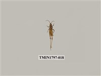 藏品(昆蟲綱)的圖片